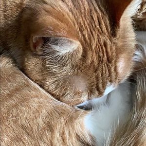 Meet your Posher, Rose